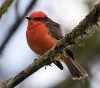 Vermilion Flycatcher
